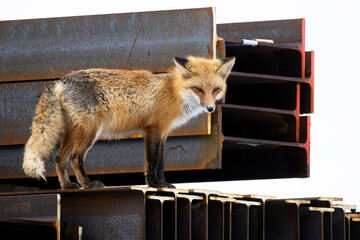 Red fox standing on a pile of steel beams at a construction site