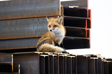 Red fox sitting on a pile of steel beams in a construction site