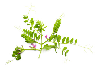 leaves and flowers of common vetch on a white background