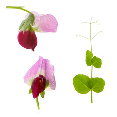 leaves and flowers of garden pea on a white background