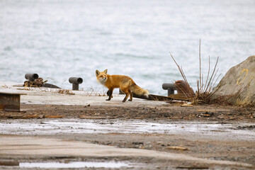 Obraz premium Red fox walking on a wharf