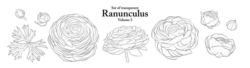 A series of isolated flower in cute hand drawn style. Ranunculus in black outline and white plain on transparent background. Drawing of floral elements for coloring book or fragrance design. Volume 3.