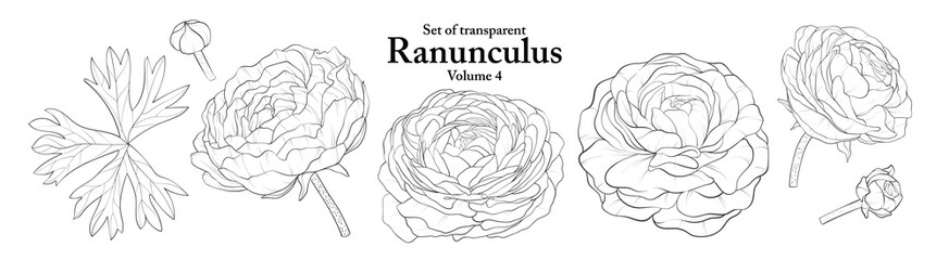 A series of isolated flower in cute hand drawn style. Ranunculus in black outline and white plain on transparent background. Drawing of floral elements for coloring book or fragrance design. Volume 4.