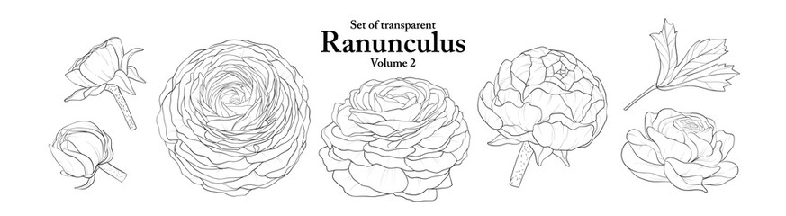 A series of isolated flower in cute hand drawn style. Ranunculus in black outline on transparent background. Drawing of floral elements for coloring book or fragrance design. Volume 2.
