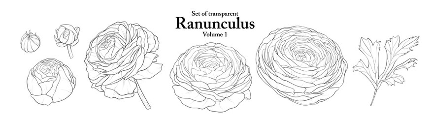 A series of isolated flower in cute hand drawn style. Ranunculus in black outline on transparent background. Drawing of floral elements for coloring book or fragrance design. Volume 1.