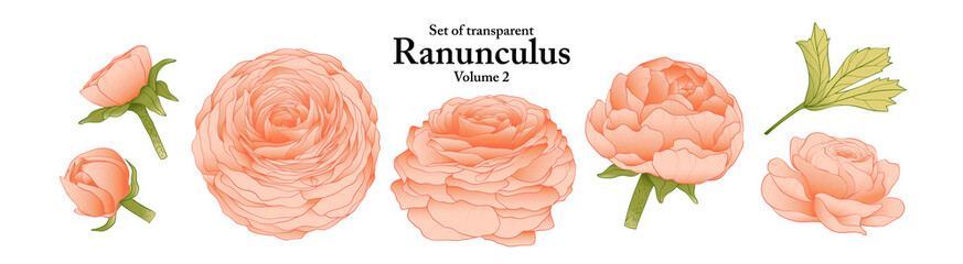 A series of isolated flower in cute hand drawn style. Ranunculus in vivid colors on transparent background. Drawing of floral elements for coloring book or fragrance design. Volume 2.
