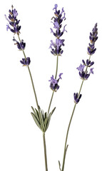 PNG Real Pressed a Lavender lavender flower blossom