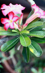 Red adenium flower growing on a plant.