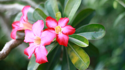 Fototapeta premium Red adenium flower growing on a plant.