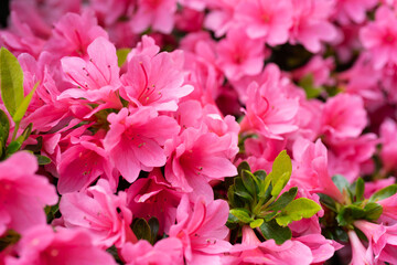 サツキ　Rhododendron indicum