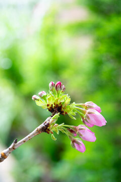 綻び始めた旭山桜の蕾　Cerasus serrulata ‘Asahiyama’
