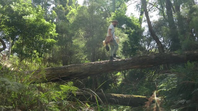 A traditional Australian swagman walking over a large gum tree log in the forest.