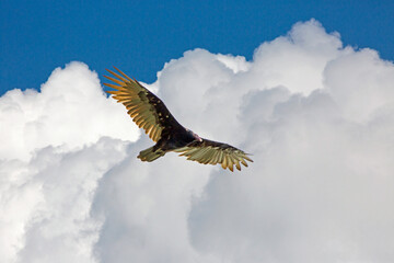 Turkey Vulture and Dramatic Clouds