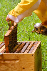 Hand of an unrecognizable person in a beekeeper's costume lifting a hive frame with a special frame holder