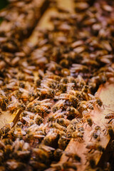 close-up vertical shot of bees in a hive with selective focus and copyspace