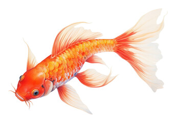 PNG Koi goldfish animal sea life