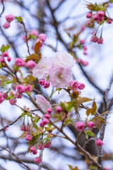 咲き始めの八重桜の花 ヤエザクラ