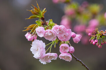 Obraz premium 咲き始めの八重桜の花 ヤエザクラ