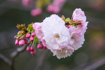 咲き始めの八重桜の花 ヤエザクラ