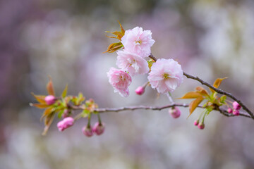 咲き始めの八重桜の花 ヤエザクラ