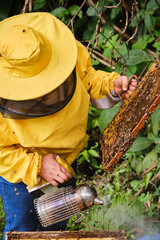unrecognizable beekeeper holding hive frame checking the bees in it, holding a smoker in the other hand