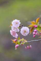 咲き始めの八重桜の花 ヤエザクラ