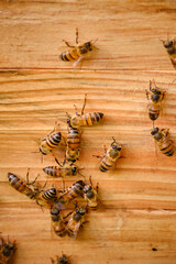 Close-up of European bees on the side of a wooden hive.