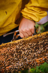 close-up of beekeeper's hand holding a hive frame with bees in it