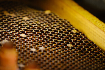 Close-up of a beehive honeycomb with some chambers sealed by worker broods.