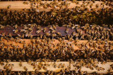 close-up zenithal view of a hive with frames inside and full of bees