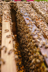 Shot of the inside of a frame inside a hive full of bees