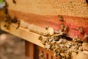 side entrance of a wooden bee hive with bees in a huddle