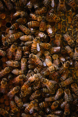 bee mound in the dark with some illuminated bees