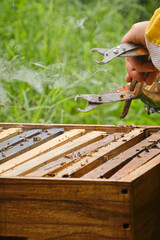 hand holding a frame holder clamp over a beehive