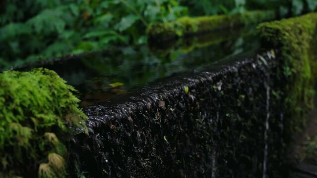 Closeup view on flowing water from levada in tropical forest with green plants. Small waterfall in rainforest