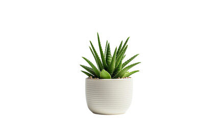  An aloe vera plant in a white pot isolated on a white background