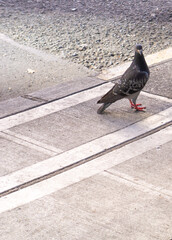 Obraz premium pigeon on the street