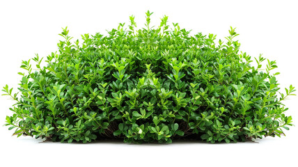 Fototapeta premium bush isolated on white background.