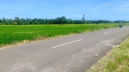 a road with views of yellowing rice fields