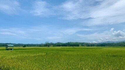 Fototapeta premium view of expansive rice plants with a bright blue sky