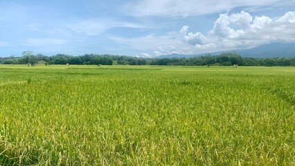 view of expansive rice plants with a bright blue sky