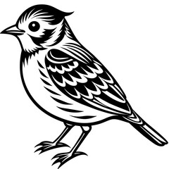    Bird vector illustration.

