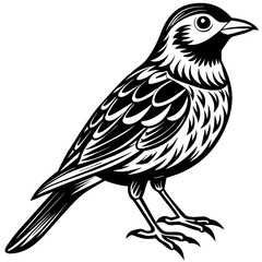    Bird vector illustration.
