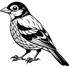    Bird vector illustration.
