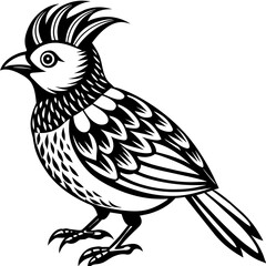    Bird vector illustration.
