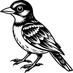    Bird vector illustration.
