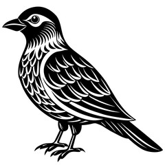    Bird vector illustration.
