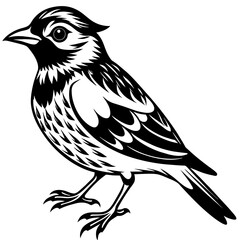    Bird vector illustration.
