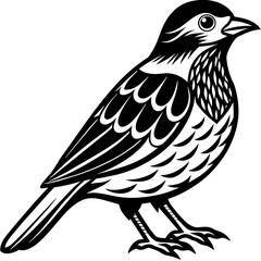    Bird vector illustration.
