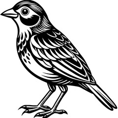    Bird vector illustration.
